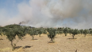 Foça yangını kontrol altına alındı