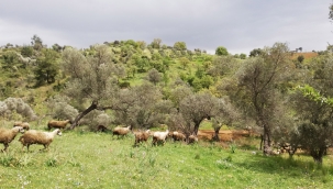 İzmir'de ormanları korumak için yeşil seferberlik