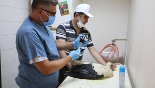 KINIK'TA BULUNAN YARALI LEYLEK EMİN ELLERDE