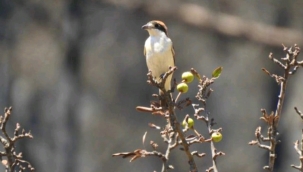 Muğla ormanları küllerinden doğuyor
