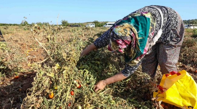 Tarlada kalmadı Bucalı kadınlar kazandı