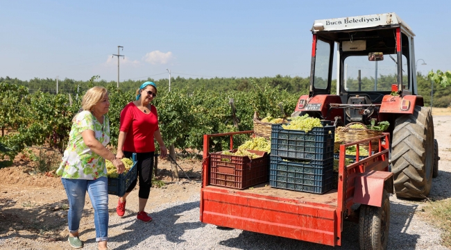 Buca bağlarından sofralara üzüm bereketi