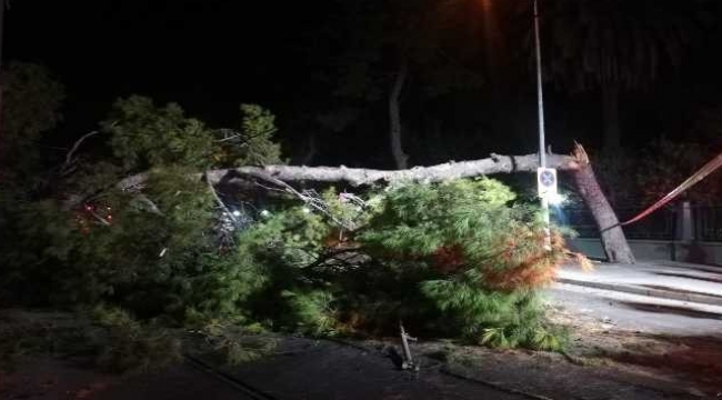 Çam ağacı devrildi, tramvay seferleri durdu