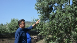 Dikili Belediyesi "Tarım Zirvesi"nde Yer Alacak