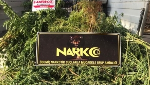 Evinin bahçesinde kenevir yetiştiren şüpheli gözaltında