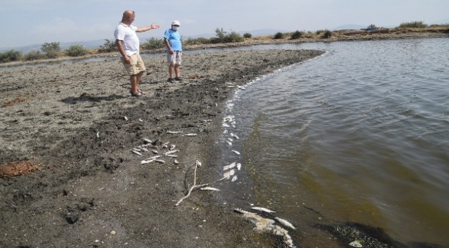 İzmir'de kıyıya vuran binlerce balığın ölümü endişelendirdi