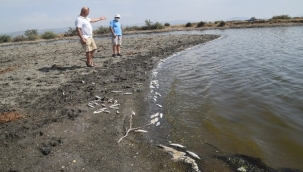 İzmir'de kıyıya vuran binlerce balığın ölümü endişelendirdi