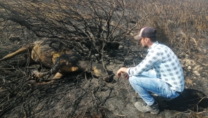Merada otlarken alevlerin arasında kalan dana telef oldu