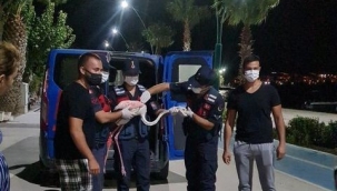 Vatandaşların bulduğu yaralı flamingo, tedaviye alındı