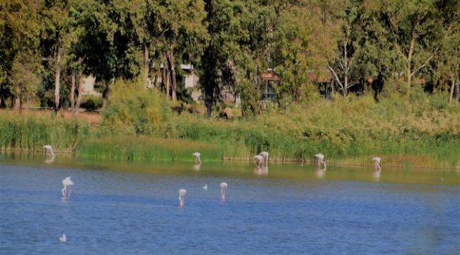 Flamingolar Aliağa'ya güzellik katmaya devam ediyor 