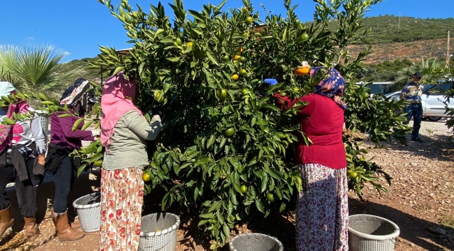 Satsuma mandalinanın ihracat yolculuğu 27 Ekim'de başlıyor