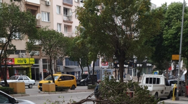 Aliağa'da fırtına nedeniyle ağaç dalı koptu, araç zarar gördü