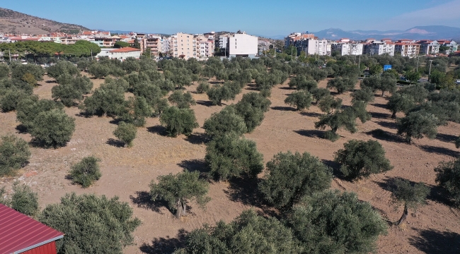 Başkan Koştu, "Zeytinpark yıldız gibi parlayacak"