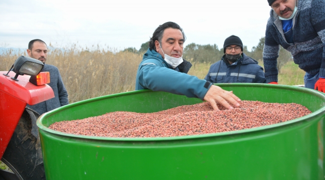 Damızlık Koyun Üretim Merkezi İçin Yem Bitkisi Ekildi