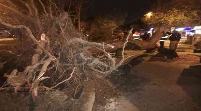 İzmir'de fırtına: Ağaçlar ve elektrik direkleri devrildi