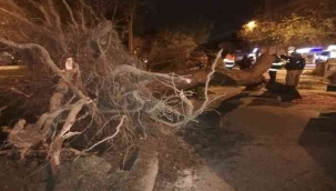 İzmir'de fırtına: Ağaçlar ve elektrik direkleri devrildi