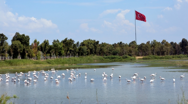 Aliağa Belediyesi'nden Okurlarına Yeni Yıl Hediyesi: Aliağa Kuş Cenneti ve Güzelhisar Deltası
