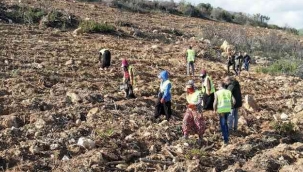 İzmir'de yanan ormanlar yeniden yeşeriyor