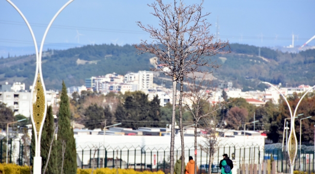 Aliağa'yı Pavlonya Ağaçları Süsleyecek