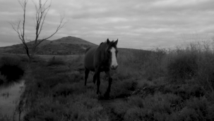 Gediz'deki yaban hayatına fotokapanlı kayıt
