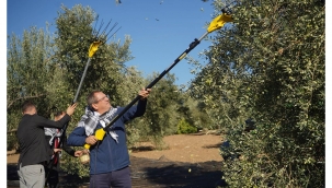 MESUT ERGİN, "ZEYTİNİME DOKUNMA"