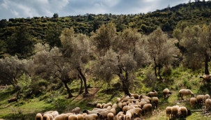Zeytinliklerimizi ranta kurban ettirmeyeceğiz