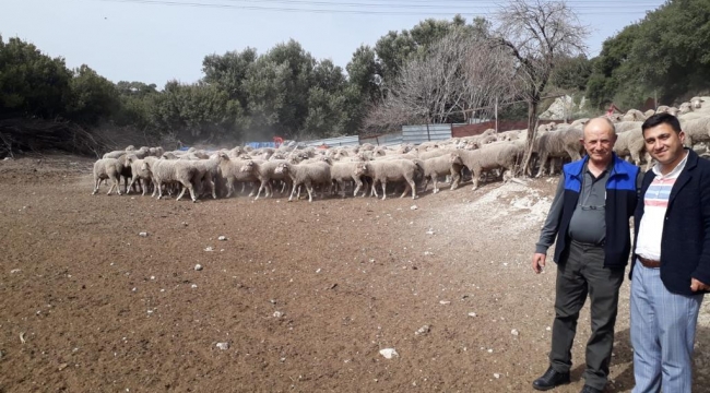 Aliağalı esnaf ,geleneksel damızlık müzayedesine katılarak 4 adet koç aldı.