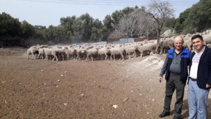Aliağalı esnaf ,geleneksel damızlık müzayedesine katılarak 4 adet koç aldı.