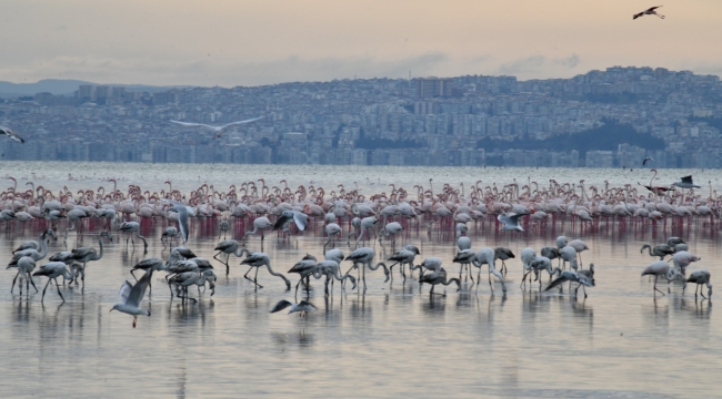 Gediz Deltası "Birding Places" Ağına Dahil Oldu