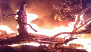 İzmir'de ormanlık alanda yangın paniği