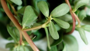 Semizotu Faydaları Nelerdir? Nasıl Tüketilir?