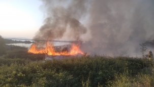 Aliağa'da sazlık alanda yangın