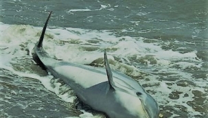 Dikili'de karaya vuran yunus kurtarılamadı