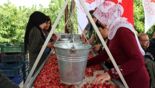 Kemalpaşa'nın Dünyaca Ünlü Kirazında Hasat Zamanı