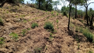 8 ilçede jandarmadan uyuşturucu operasyonu