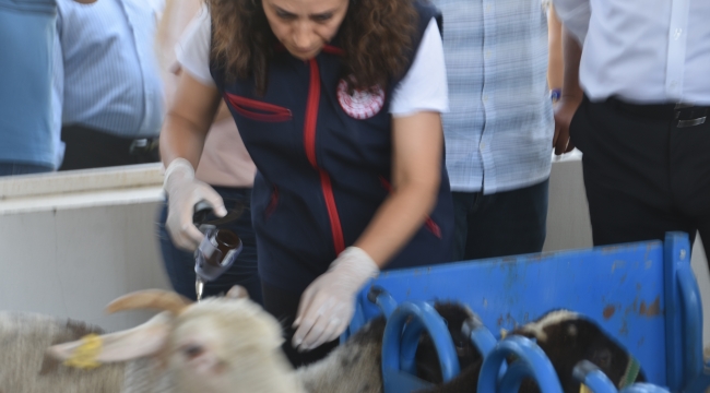 Aliağa'da Yavru Ölümlerine Karşı Aşı Kampanyası Başladı