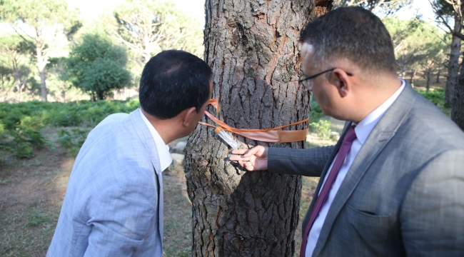 Çam fıstığını "Böcekler" kurtaracak!