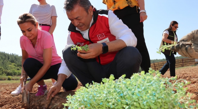 Dağlardan Tarlaya Kekik Mucizesi