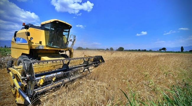 İzmir'de karakılçık buğdayı eken üreticinin yüzü güldü