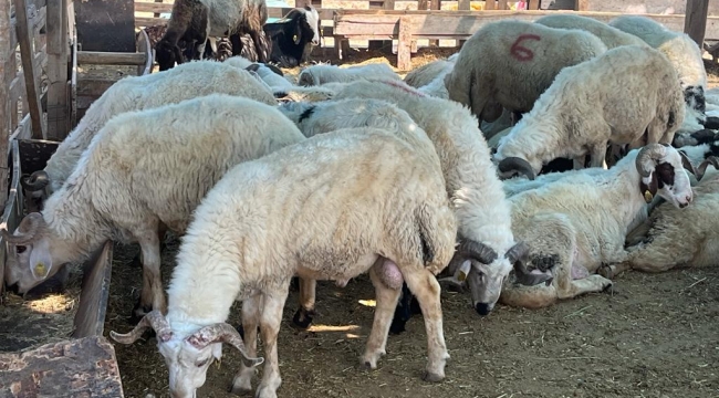 Kurban kesim fiyatları açıklandı