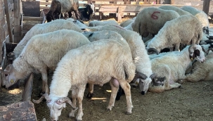 Kurban kesim fiyatları açıklandı