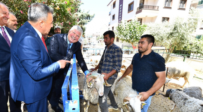 Sürüler büyüyor umutlar artıyor