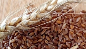 Aliağa İlçe Tarım ve Orman'dan 200 dekarlık proje