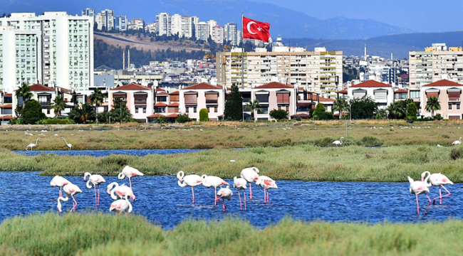 Flamingolar İzmirlileri büyülüyor