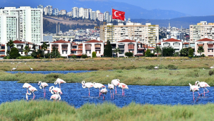 Flamingolar İzmirlileri büyülüyor