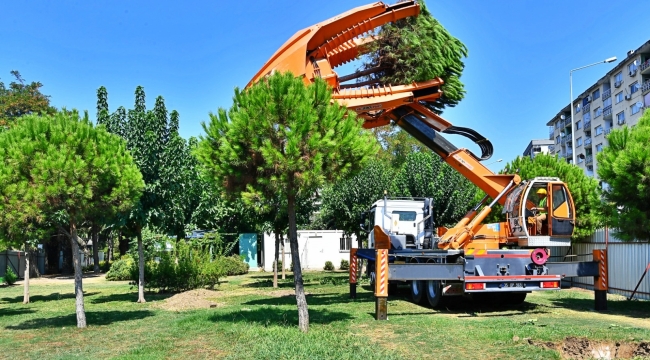 Ağaçlar taşınarak koruma altına alınıyor