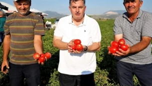 Kınık Kuru Domatesi Coğrafi İşaret Aldı