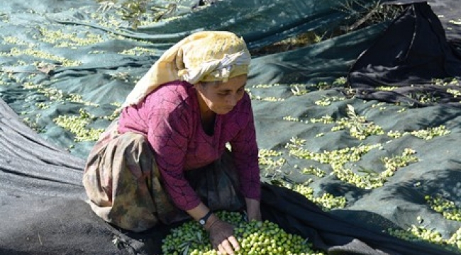 Aliağa'da  zeytin hasadı ve sıkımı başladı