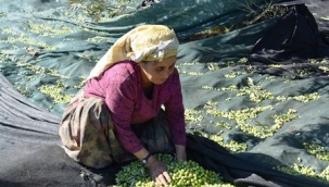 Aliağa'da  zeytin hasadı ve sıkımı başladı