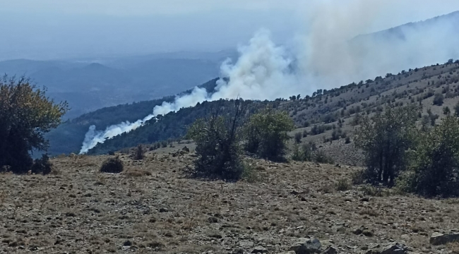 Bergama'da ormanlık alanda çıkan söndürüldü